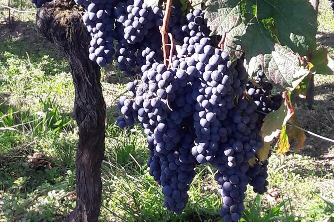 Half-day tour to Saint Emilion, a UNESCO site, with a private guide - How It All Comes Together: The Itinerary