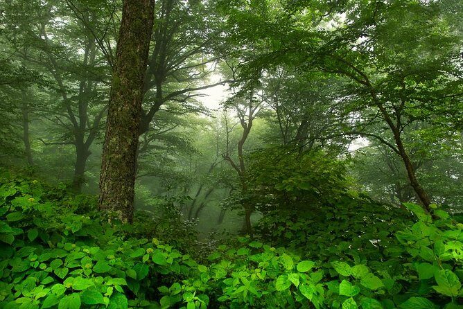 Half-Day Tour With Instruction in Vistas & Waterfall Photography - FAQ