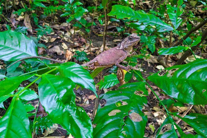 Half Day Trekking Cat Ba National Park - What to Expect on This Trekking Adventure