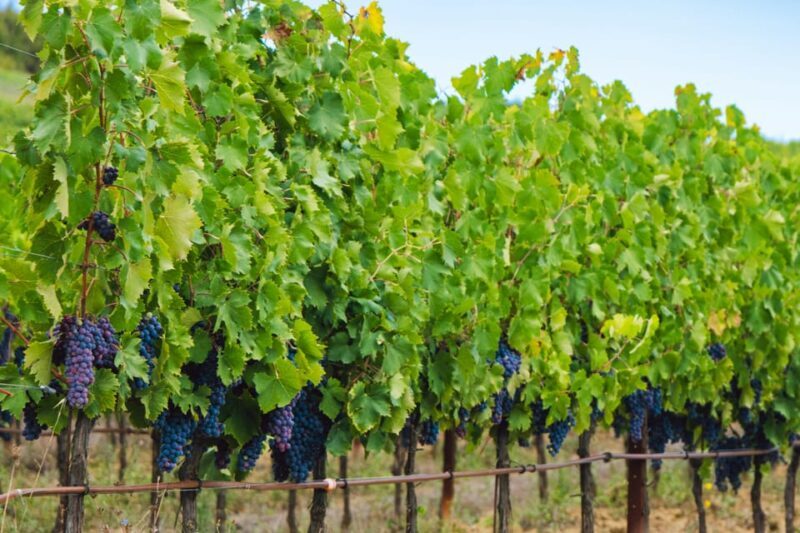 Half-Day Trip from Madrid: Alcalá de Henares & Winery Visit - Exploring Alcalá de Henares: A Walk Through Time