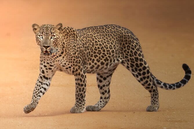 Half Day trip in Yala National Park - Detailed Review of the Yala National Park Safari