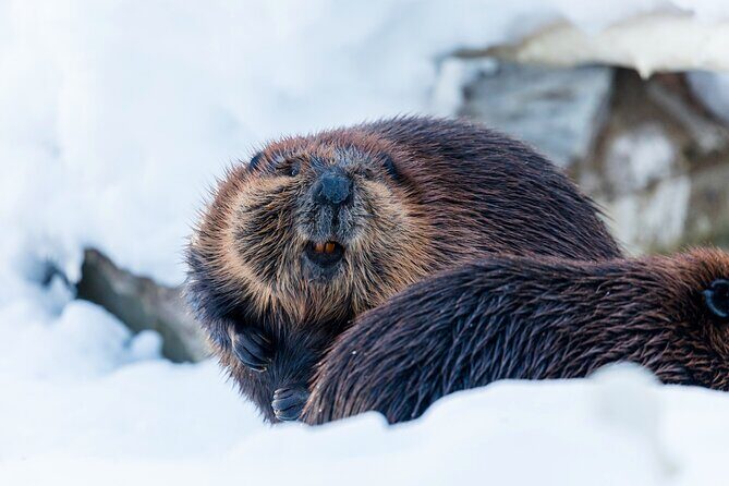 Half-Day Trip to Ranua Wildlife Park from Rovaniemi - Key Points