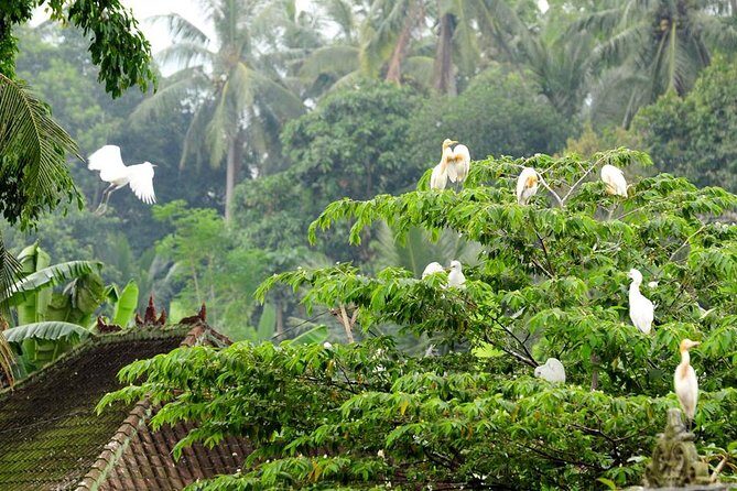 Half Day Ubud Tour: Ubud Unique Spots - The Value of This Tour