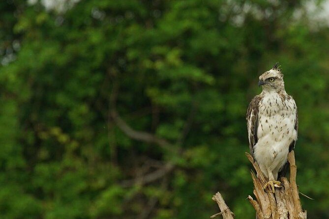 Half Day Udawalawe National Park Safari (Entrance + Lunch) - Why This Tour Delivers Value