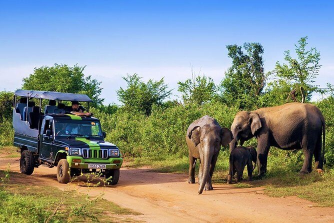 Half Day Udawalawe Safari from Kalutara (Entrance + Lunch) - Key Points
