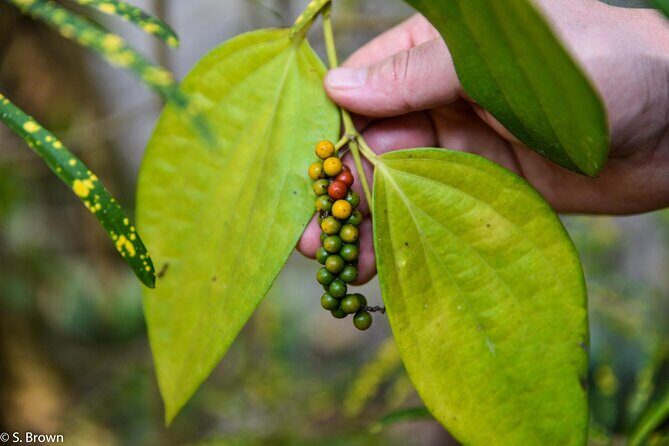Half Day Village Houseboat Tour (from Cruise terminal in Kochi) - Key Points