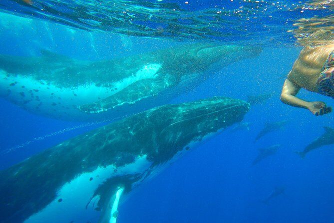 Half day whale tour 4h00 - A Detailed Look at the Moorea Whale Tour Experience