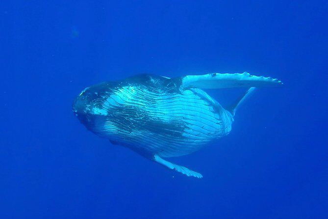 Half day whale tour 4h00 - Frequently Asked Questions