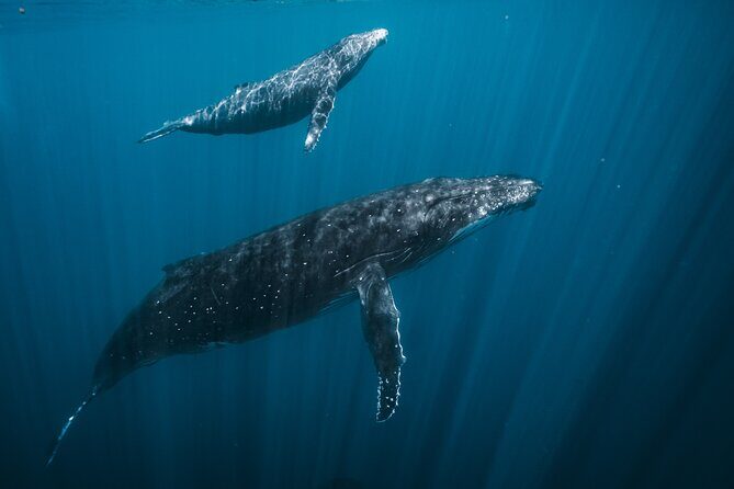Half Day Whale Watching in a Small Shared Group - Why This Tour Truly Shines