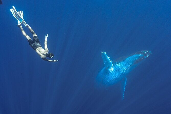 Half Day Whale Watching in a Small Shared Group - Authenticity, Education, and Connection