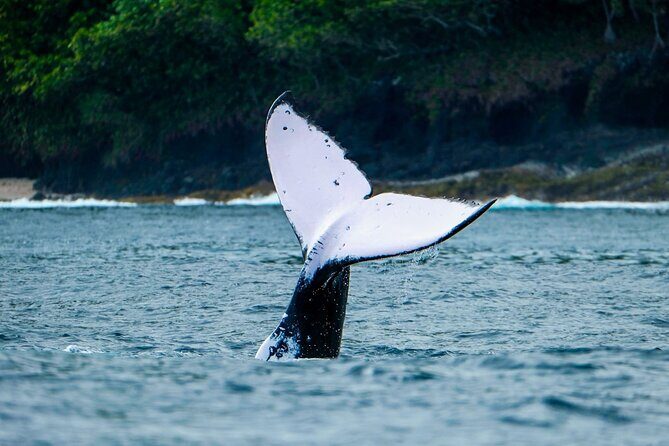 Half Day Whale Watching in a Small Shared Group - The Sum Up: Who Is This Tour Perfect For?