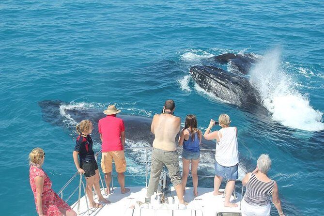 Half-Day Whale Watching Sunset Cruise from Broome - What to Expect from the Broome Sunset Whale Watching Cruise