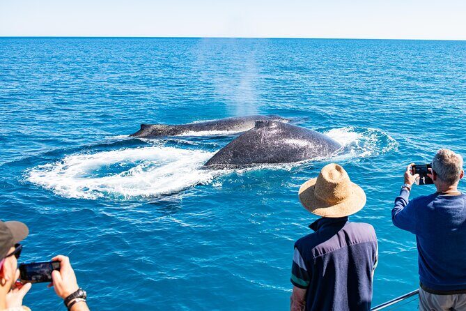 Half-Day Whale Watching Sunset Cruise from Broome - The Sum Up