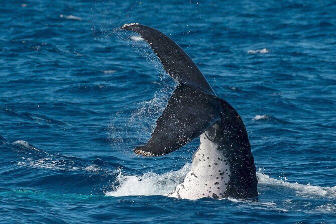 Half-Day Whale Watching Tour from Burnett Heads with Lunch - The Sum Up: Is This Tour Worth It?