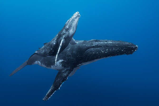 Half day Whales watching PRIVATE group - An Intimate Encounter with Tahiti’s Humpback Whales: A Private Half-Day Tour