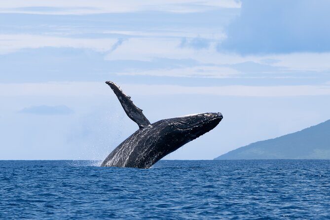 Half day Whales watching PRIVATE group - Key Points