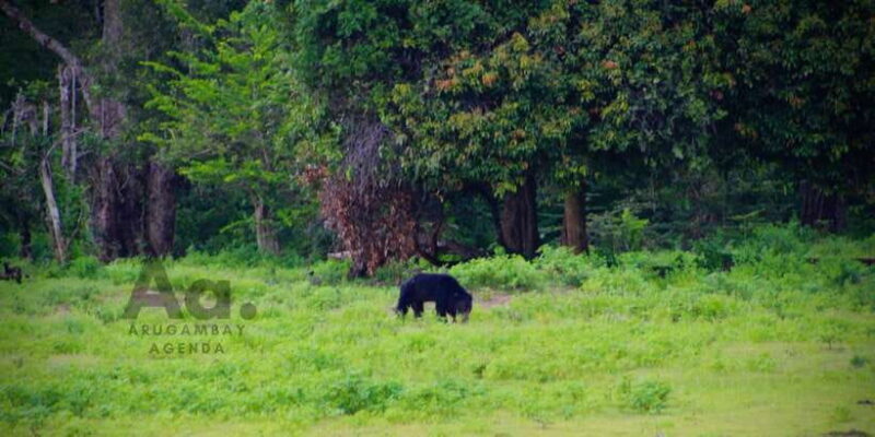 Half-Day Wild Safari in Yala National Park - Exploring the Wild: A Review of the Half-Day Yala Safari