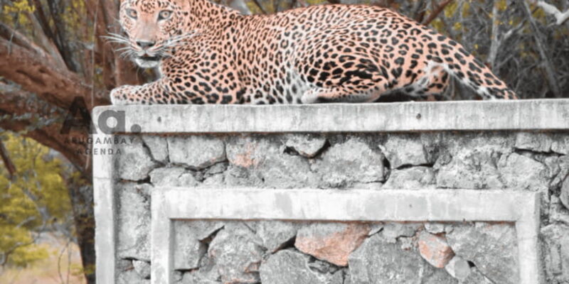 Half-Day Wild Safari in Yala National Park - Authentic Experiences That Matter