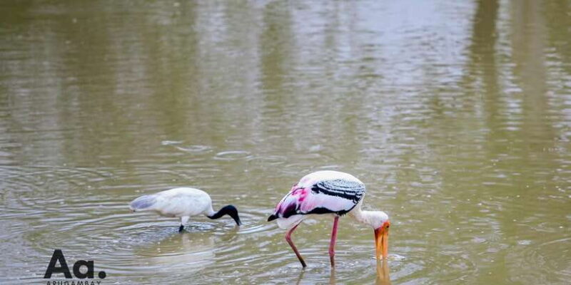 Half-Day Wild Safari in Yala National Park - Final Thoughts: Who Should Consider This Safari?