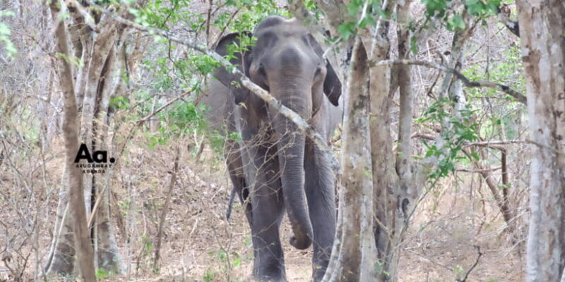 Half-Day Wild Safari in Yala National Park - FAQ