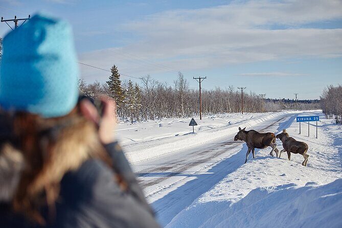 Half day Wildlife and Nature Photography - Discover the Wilds of Kiruna: A Half-Day Wildlife and Nature Photography Adventure