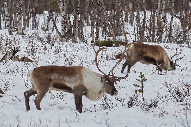 Half day Wildlife and Nature Photography - The Scenic Stops and Wildlife Opportunities