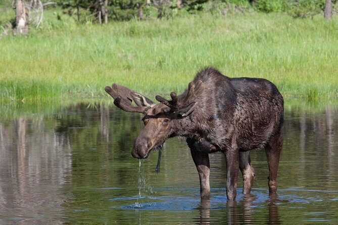 Half-Day Wildlife Safari Tour in Grand Teton National Park - Key Points
