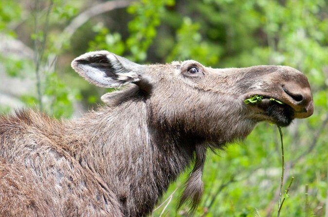 Half-Day Wildlife Safari Tour in Grand Teton National Park - The Experience from Real Travelers