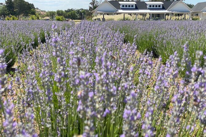 Half-day Wine and Olive Oil Tasting and Lavender Farm Tour - A Deeper Look at the Half-day Wine and Olive Oil Tasting and Lavender Farm Tour