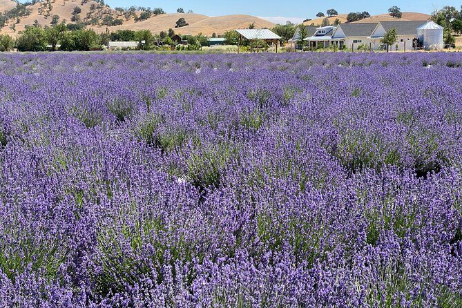Half-day Wine and Olive Oil Tasting and Lavender Farm Tour - Key Points