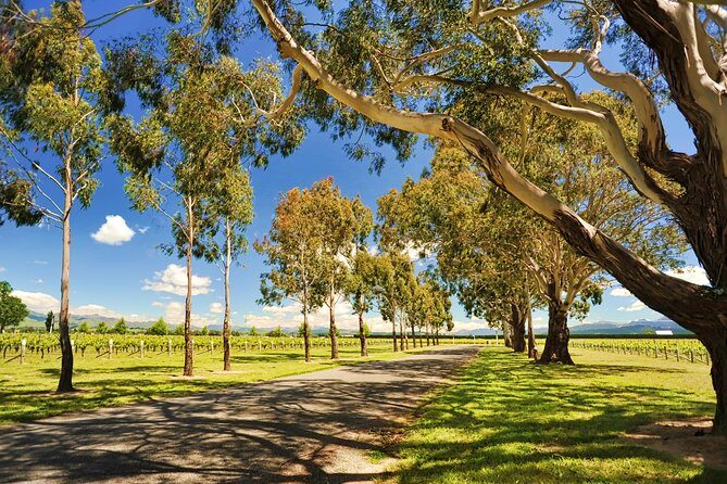 Half-Day Wine Tour from Blenheim - Authentic Feedback from Fellow Travelers