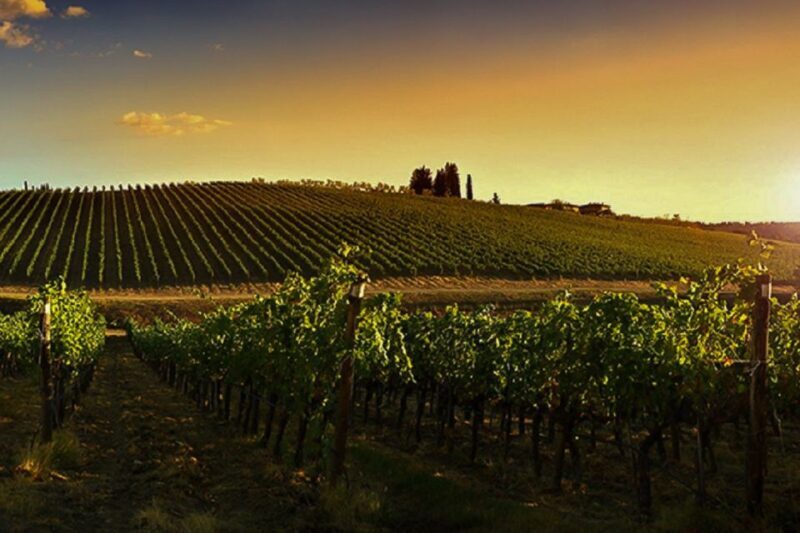 Half-Day Wine Tour in Andalusia in small group - The Good and the Not-So-Good