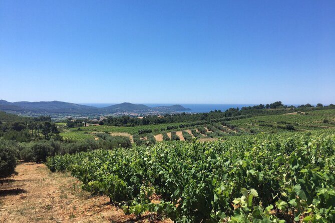 Half day Wine Tour in Bandol & Cassis from Aix en Provence - FAQs