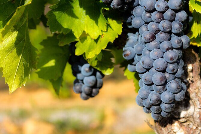 Half-Day Winery and Wine Tasting Guided Walking Tour - A Guided Journey Through Châteauneuf du Pape’s Wine Heritage
