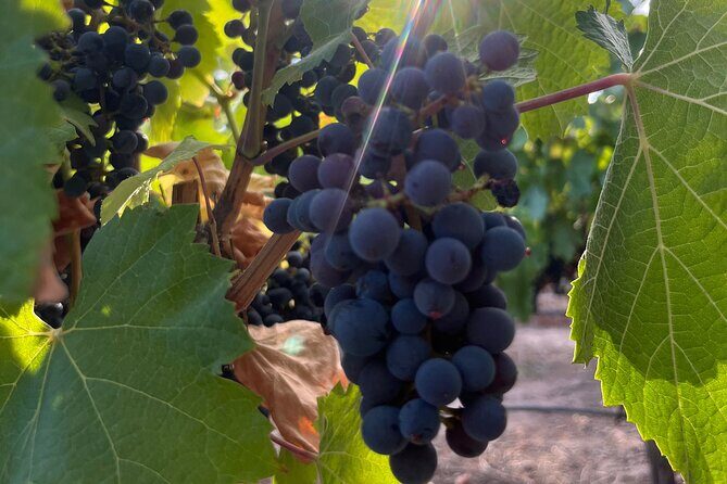 Half Day Winery Tour - Who Should Book This Tour?