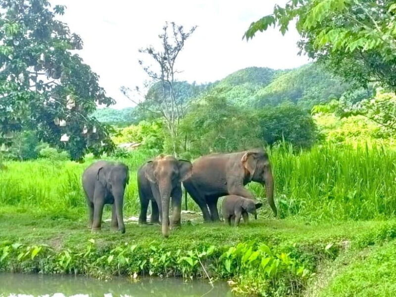 Half-day with CHIANGMAI ELEPHANT CARE program (12pm-6pm.) - A Close Encounter with Chiang Mai’s Elephants: What You Need to Know