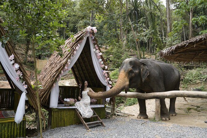Half day with Elephants at Patong Elephant Hug No ride No trick - A Genuine Encounter with Thailand’s Gentle Giants at Patong Elephant Hug