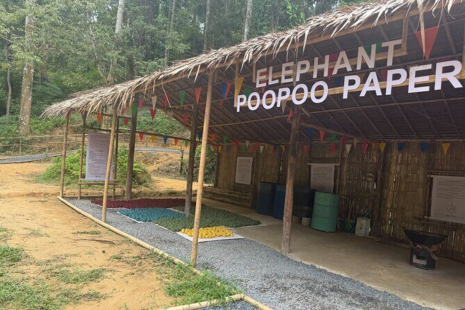 Half day with Elephants at Patong Elephant Hug No ride No trick - Who Will Love This Tour?