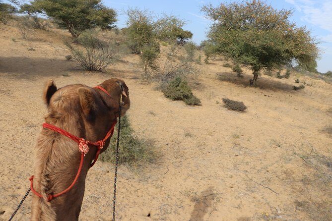 Half Day with Lunch - Balancing Cost and Experience