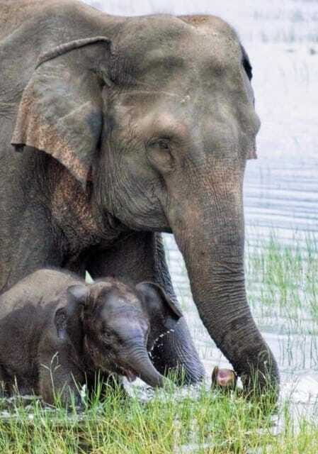 HalfDay Jeep Safari in Minneriya National Park - Who Should Consider This Safari?