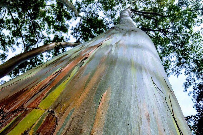 Halfway to Hana Tour of Maui Black Sand Beach Waterfalls Turtles - The Experience in Detail: What to Expect from the Maui Halfway to Hana Tour