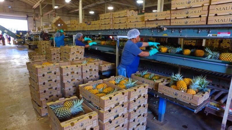 Hali'imaile: Pineapple Farm Tour - An In-Depth Look at the Maui Pineapple Farm Tour