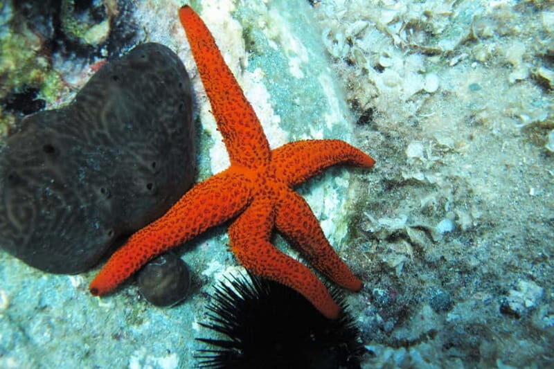 Halkidiki-Kassandra: Scuba Diving for Beginners - Halkidiki-Kassandra: Scuba Diving for Beginners — An Authentic Underwater Adventure