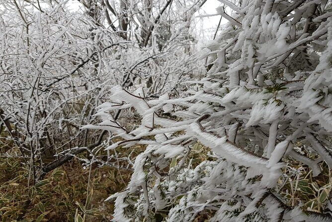 Hallasan Seongpanak transfer,One way, Round trip - Key Points