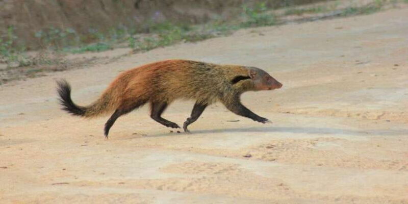 Hambantota Port Cruise: YALA Wildlife Safari (6 hours) - Returning and Additional Considerations