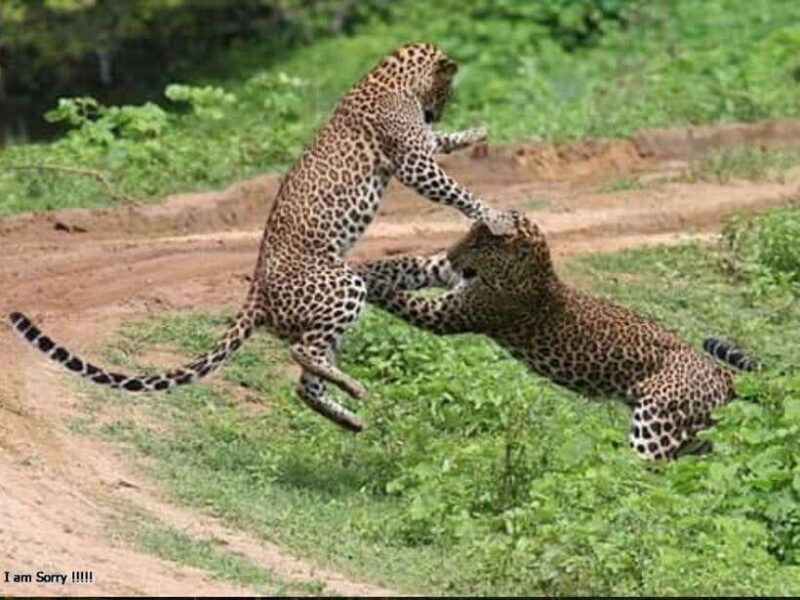 Hambantota Port: Full Day Yala National Park Safari- Private - Who Will Enjoy This Tour?