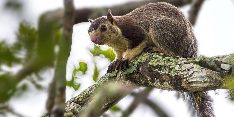 Hambantota Port: Yala National Park Wildlife Safari in a 4x4 - Final Thoughts