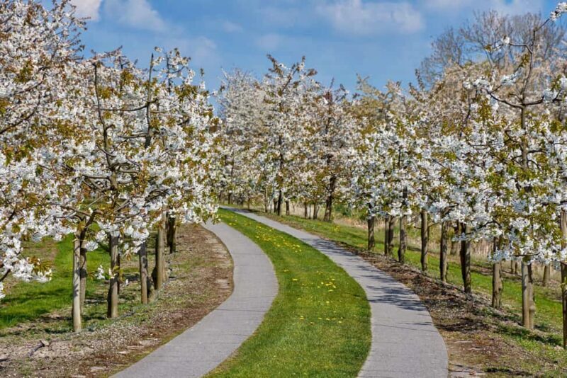 Hamburg: Altes Land Private Nature and Agriculture Tour - Exploring the Heart of Altes Land: What You Can Expect