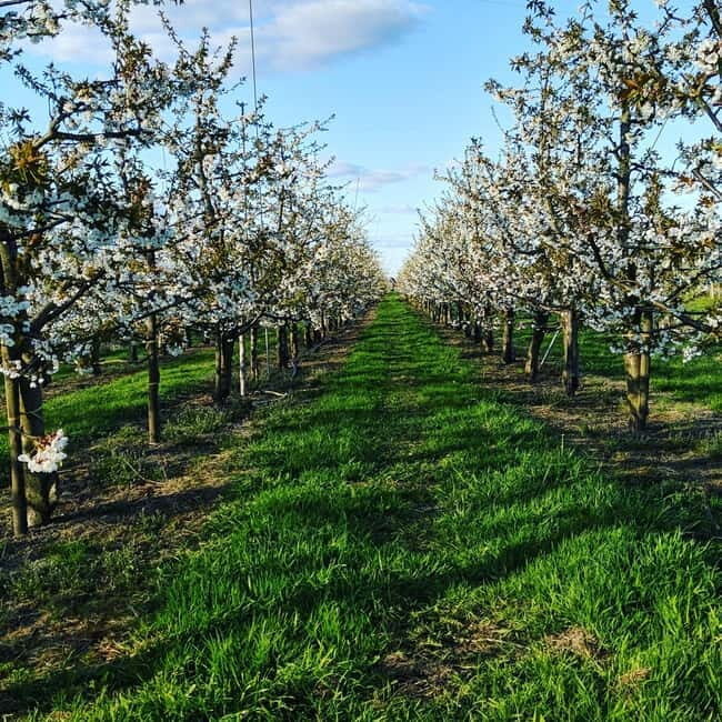 Hamburg Country Side - Altes Land - Who Will Enjoy This Tour Most?