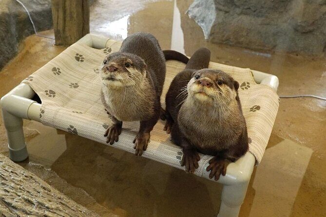 Hana Biyori Flower Park Admission Ticket in Tokyo - The Highlights of Your Visit